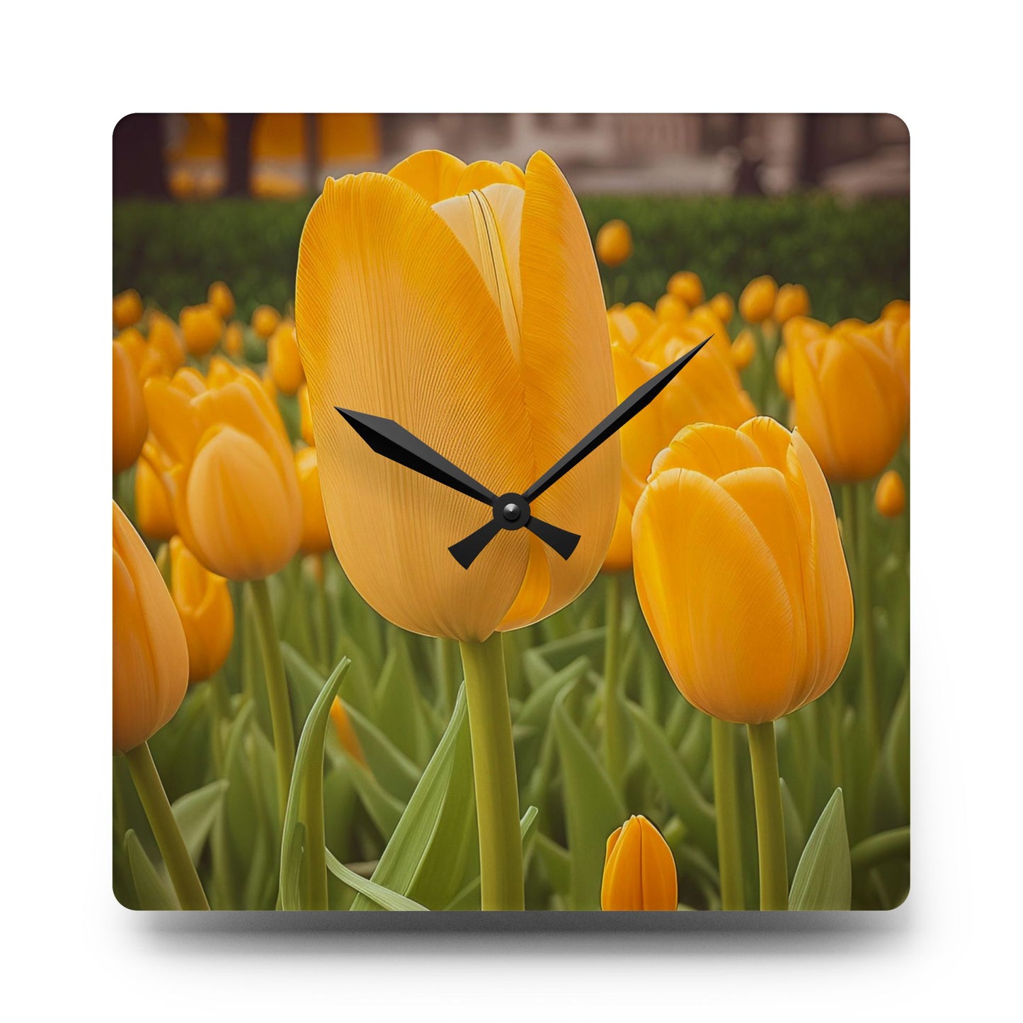 Yellow Tulip Acrylic Wall Clock (SP Photography Collection)