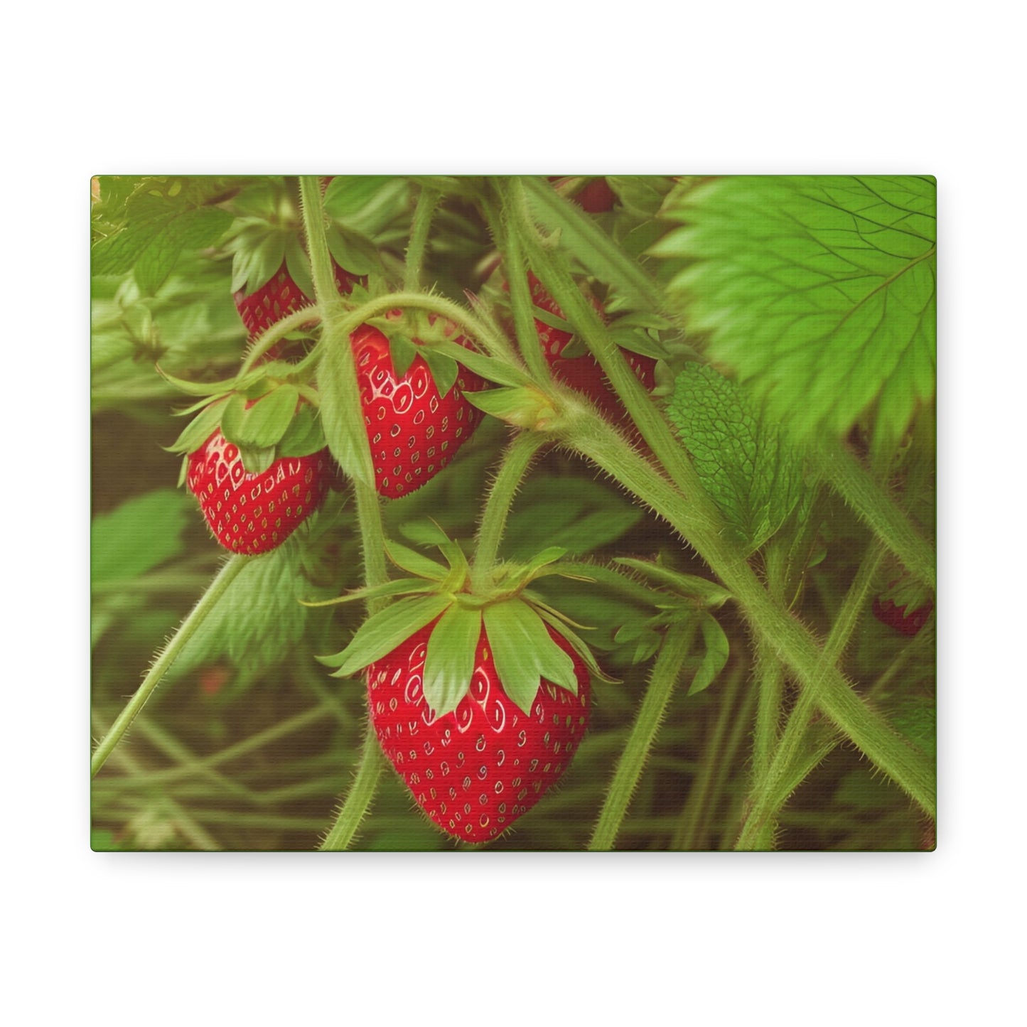 Strawberry Canvas Gallery Wrap (SP Photography Collection)
