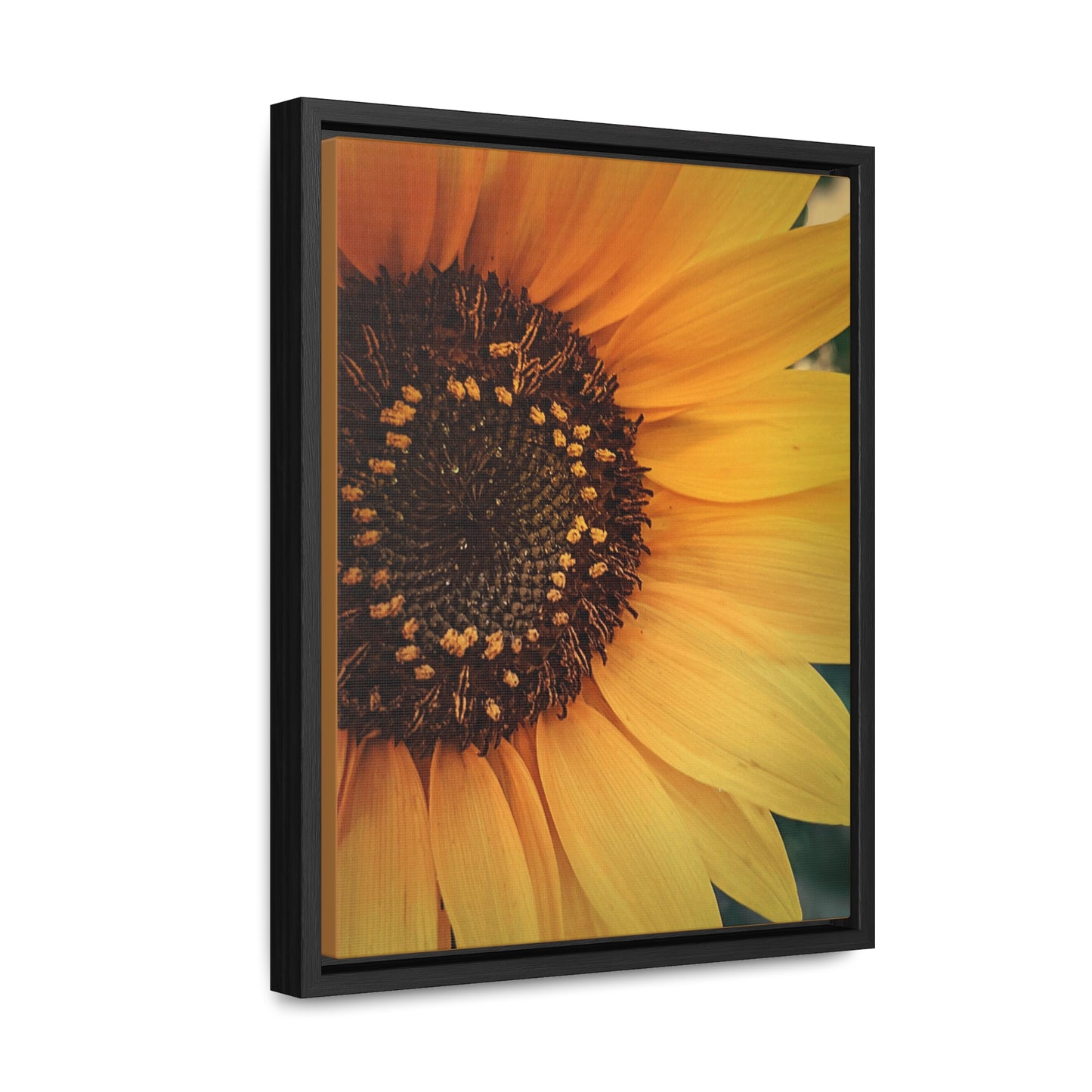 Sun Ray Sunflower Canvas Wraps, Vertical Frame (SP Photography Collection)