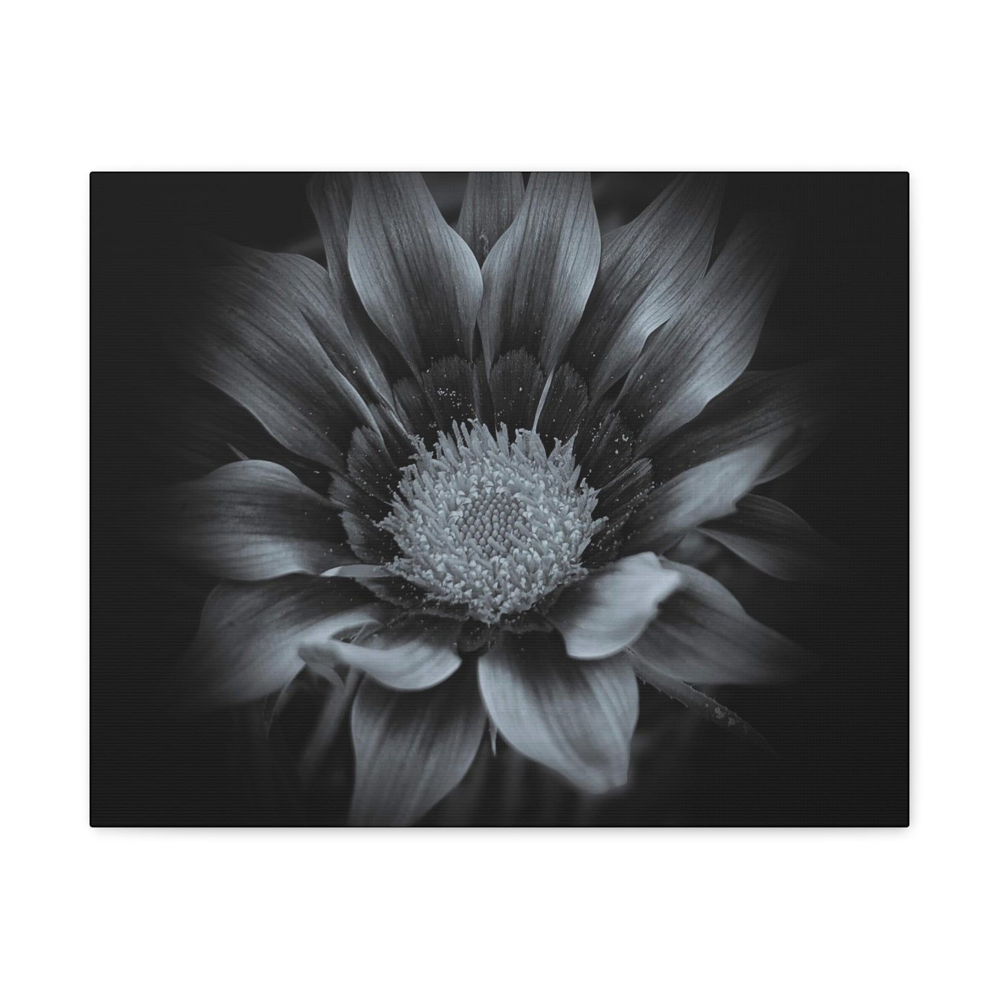 Midnight Bloom Wrap Canvas (SP Photography Collection)