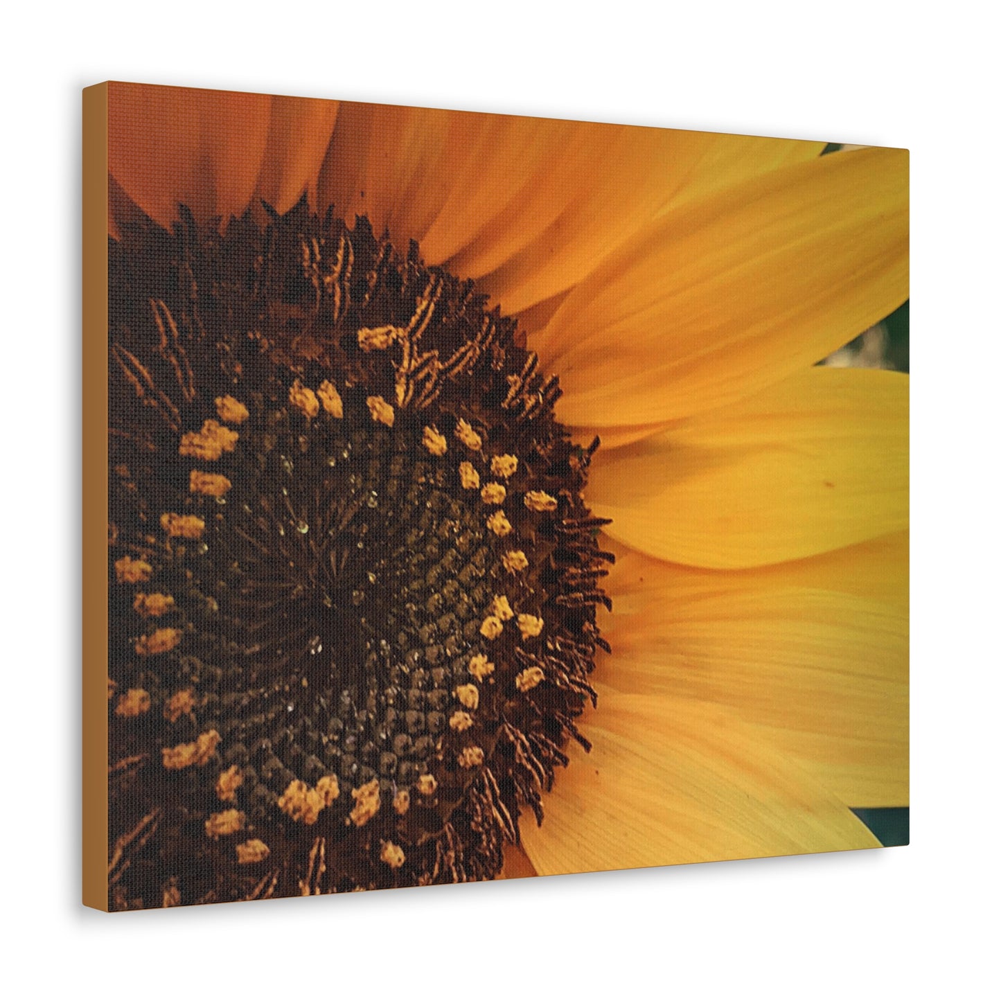 Sun Ray Sunflower Wrap Canvas (SP Photography Collection)
