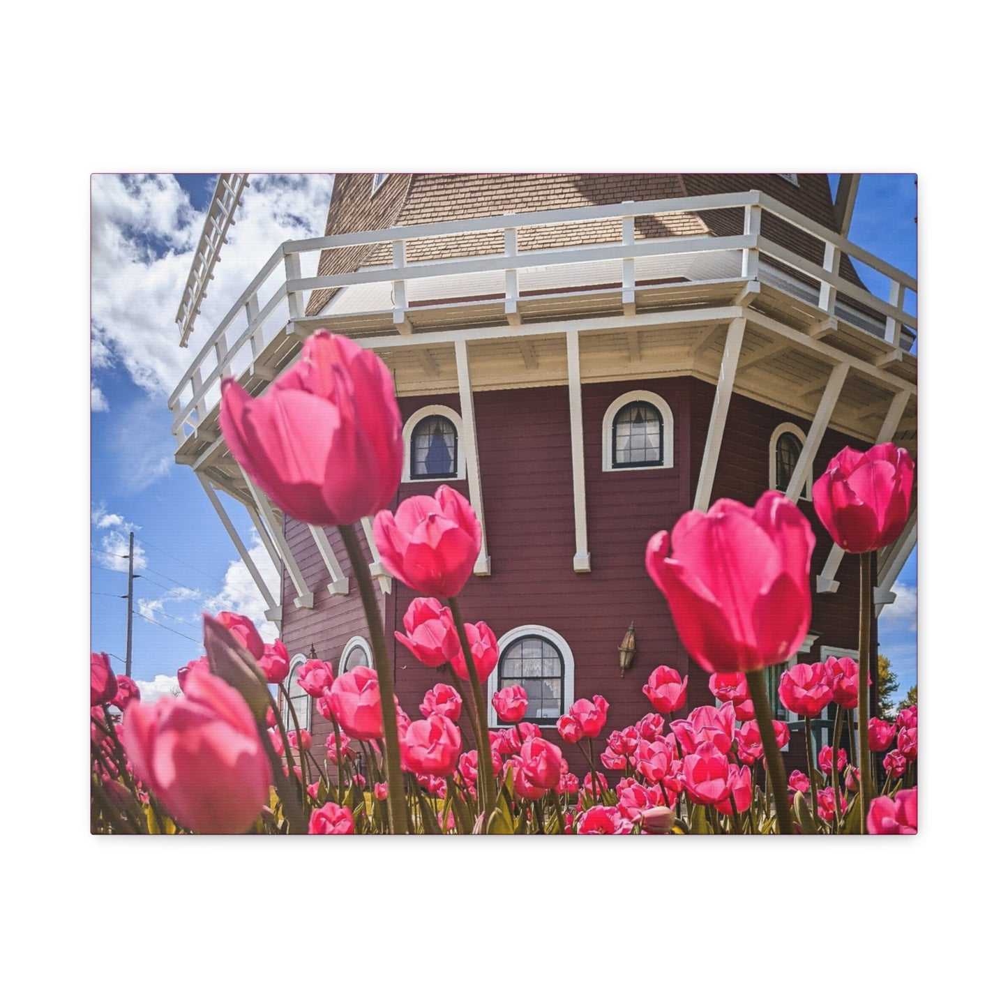 Windmill Pink Tulip Wrap Canvas (SP Photography Collection) PINK
