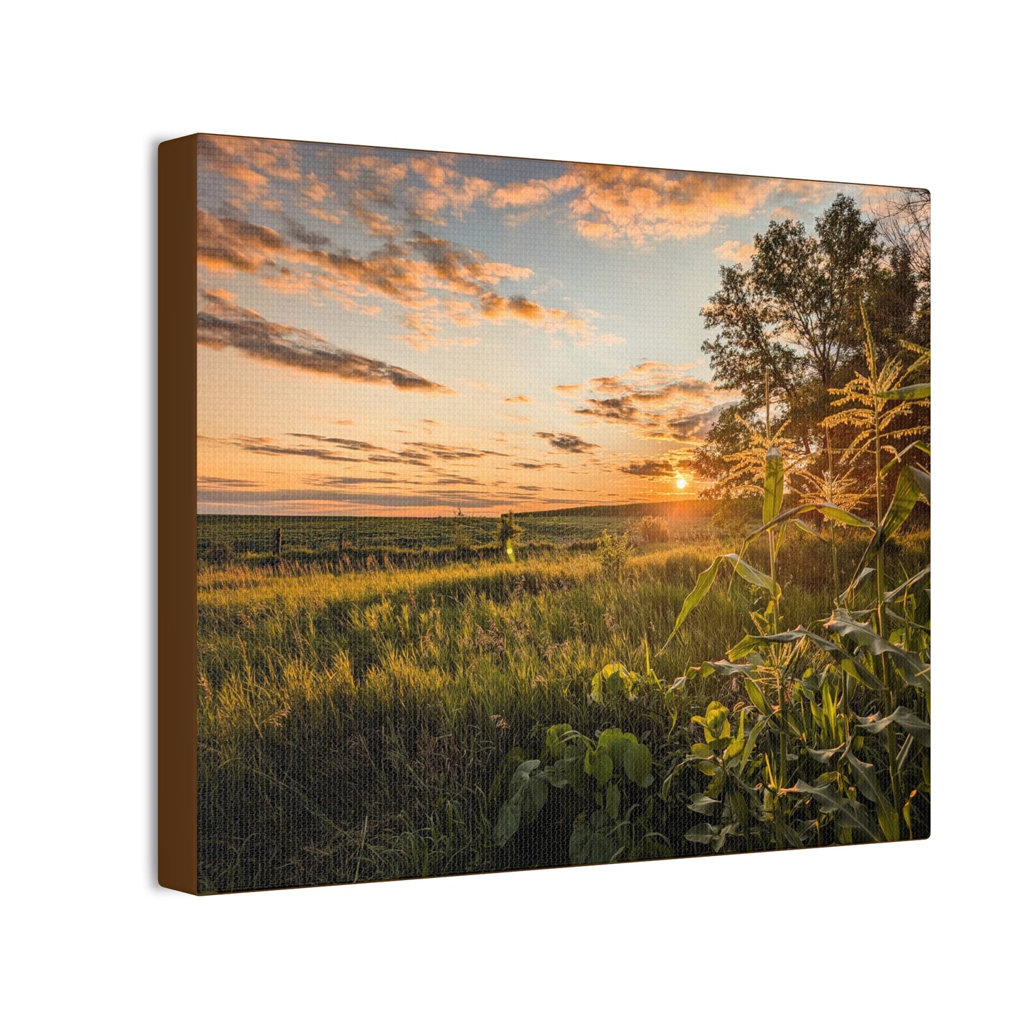 Corn Sunset Canvas Stretched (SP Photography Collection)