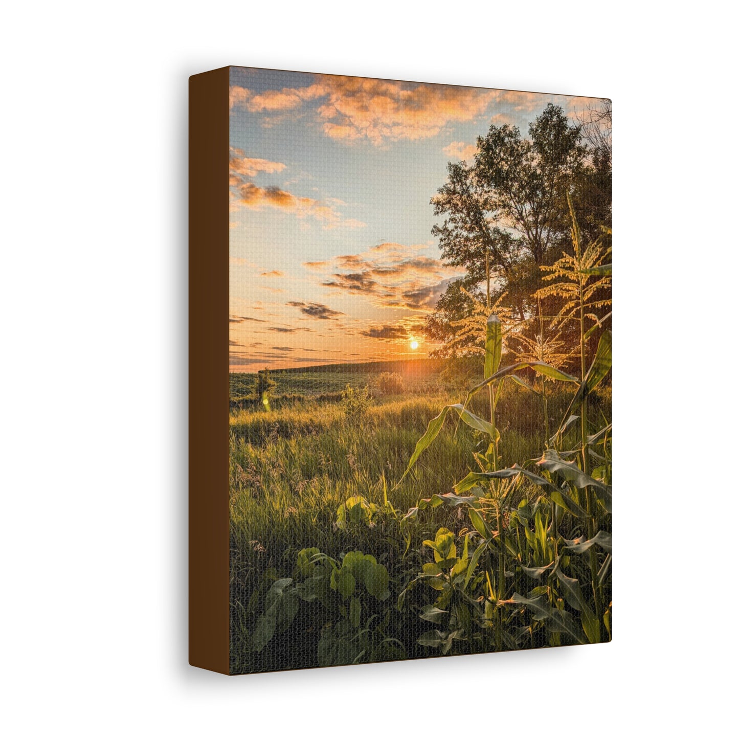 Corn Sunset Stretched Canvas (SP Photography Collection)
