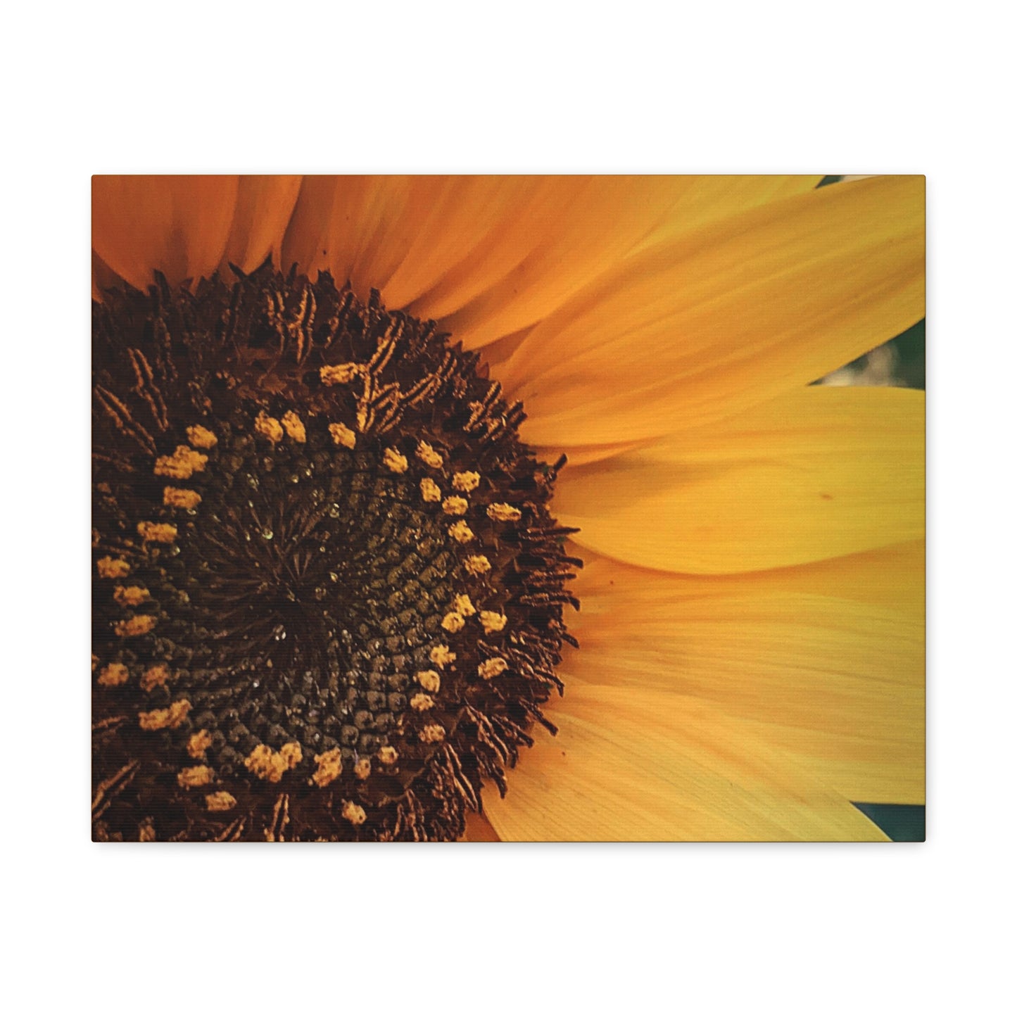 Sun Ray Sunflower Wrap Canvas (SP Photography Collection)