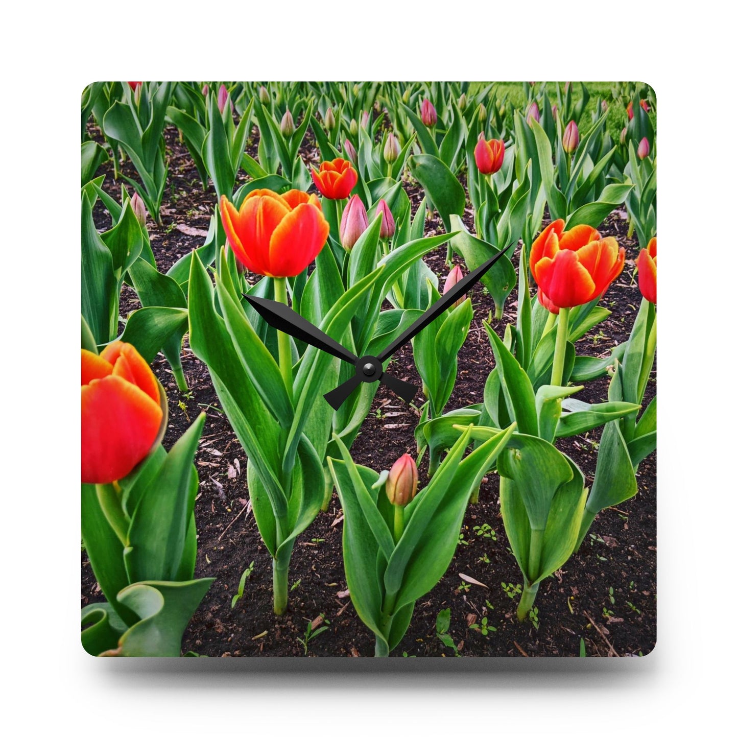Red Tulips Acrylic Wall Clock (SP Photagrapy Collection)