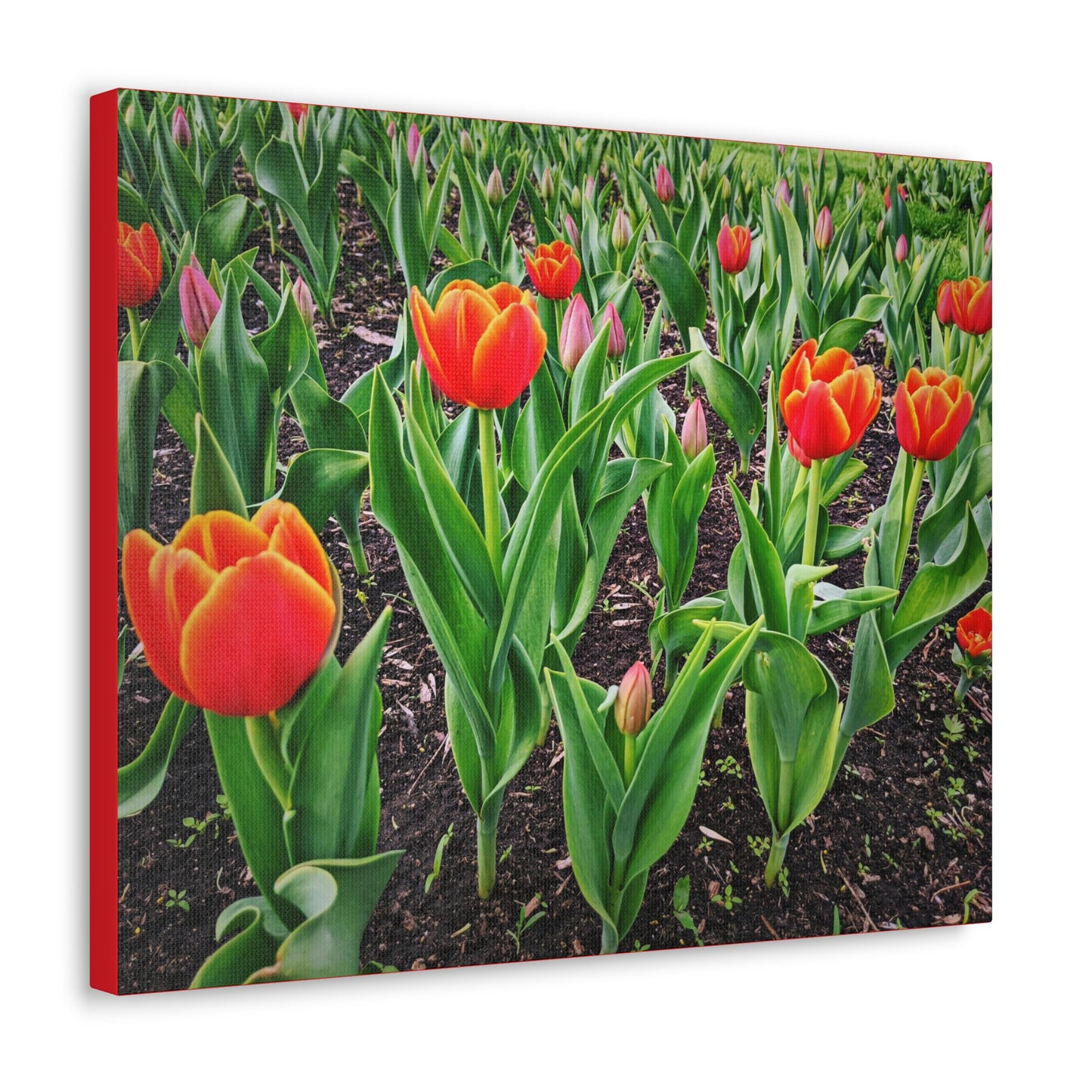 Red Tulip Wrap Canvas (SP Photography Collection)