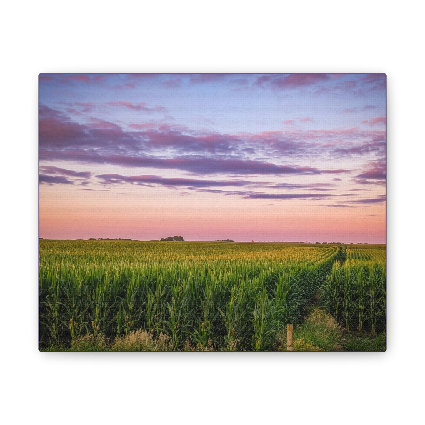 Corn Field Sunset Canvas Stretched (SP Photography Collection)