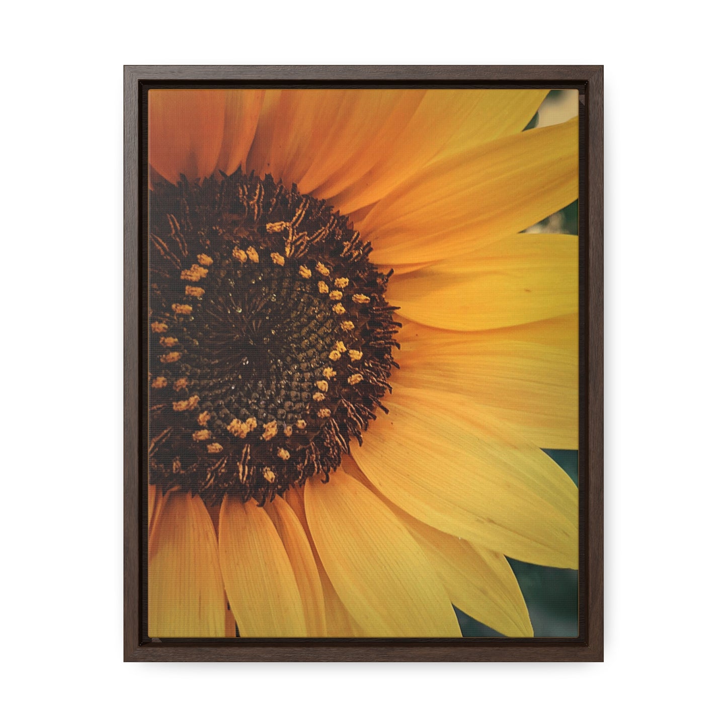 Sun Ray Sunflower Canvas Wraps, Vertical Frame (SP Photography Collection)