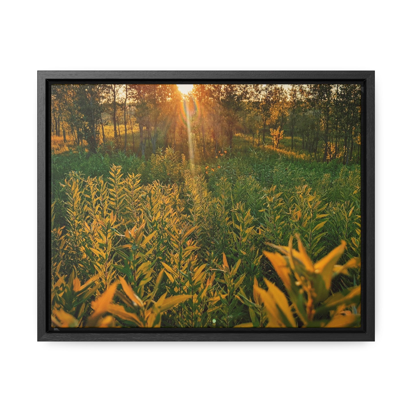 Golden Field Canvas, Horizontal(Sp Photography Collection)