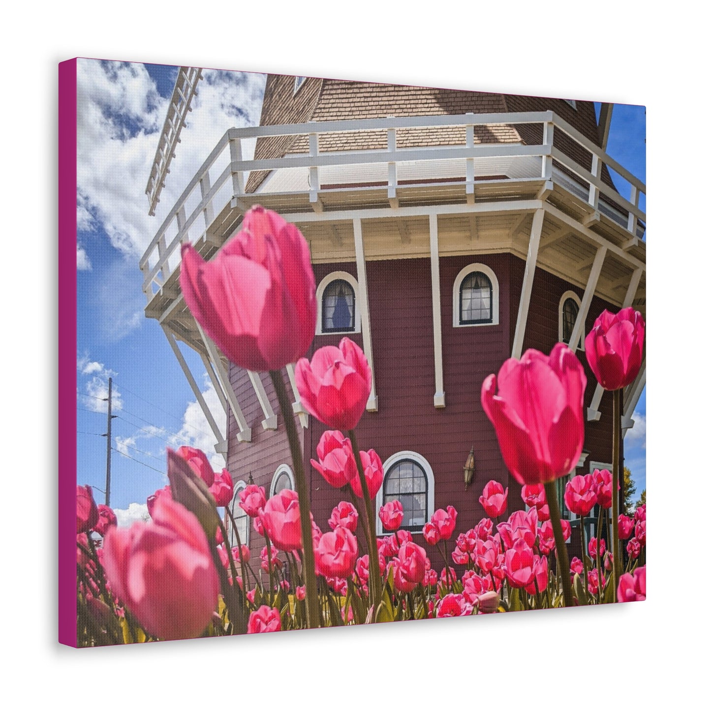 Windmill Pink Tulip Wrap Canvas (SP Photography Collection) PINK