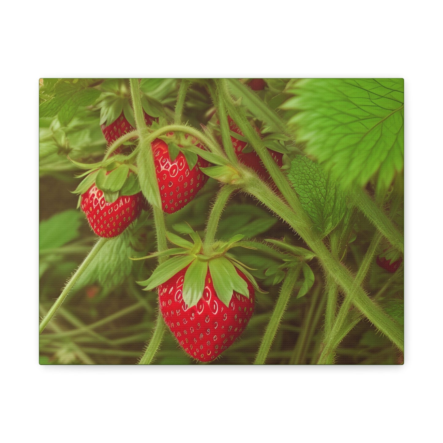 Strawberry Canvas Gallery Wrap (SP Photography Collection)