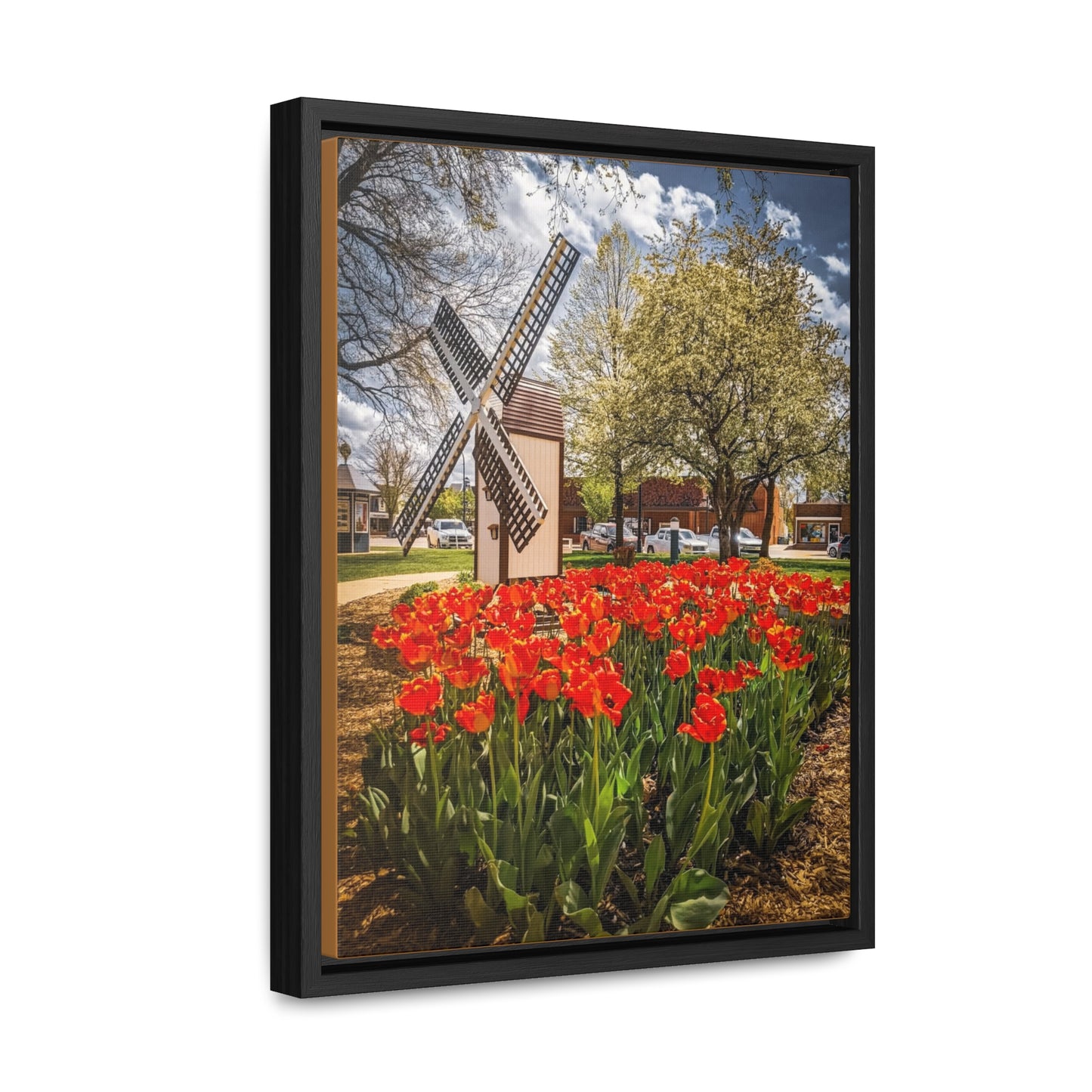 Red Windmill Tulips Canvas Wraps, Vertical Frame (SP Photography Collection)