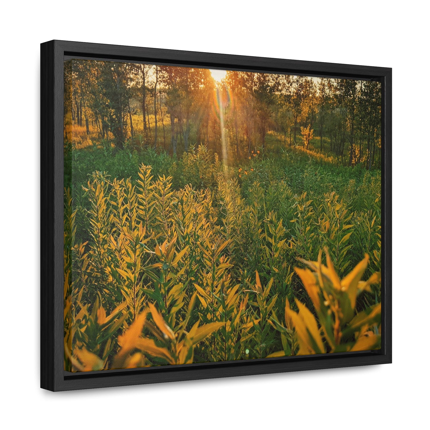 Golden Field Canvas, Horizontal(Sp Photography Collection)