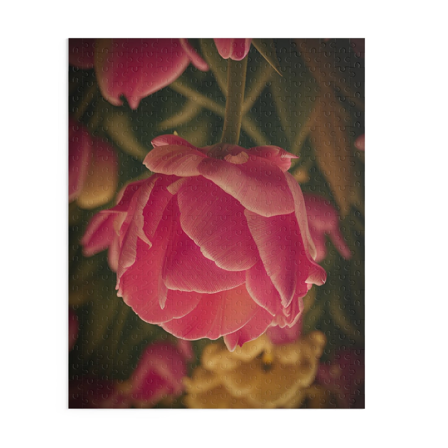 Pink Buttercup Puzzle (SP Photography Collection) (120, 252, 500-Piece)