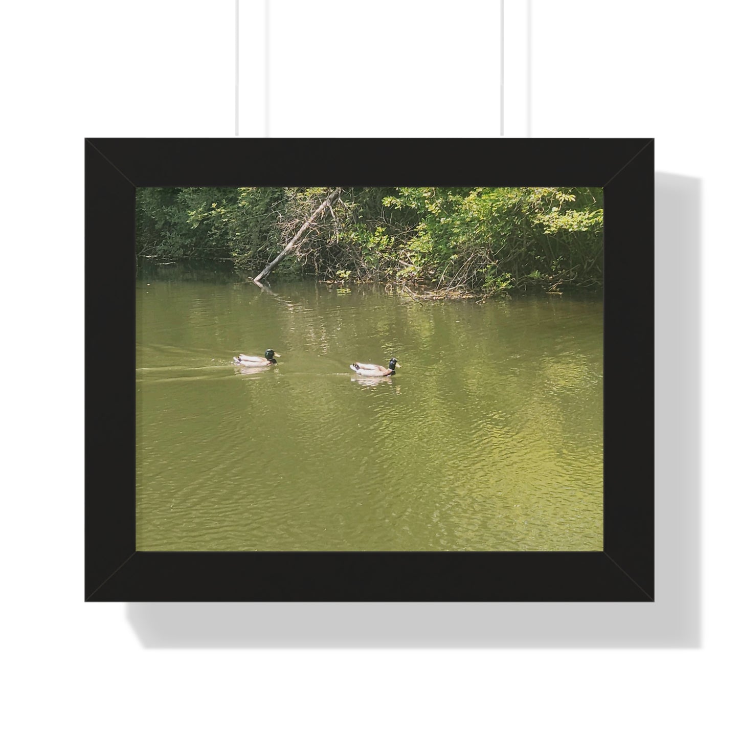 Swimming Ducks Framed Horizontal Poster (B & J Collections)