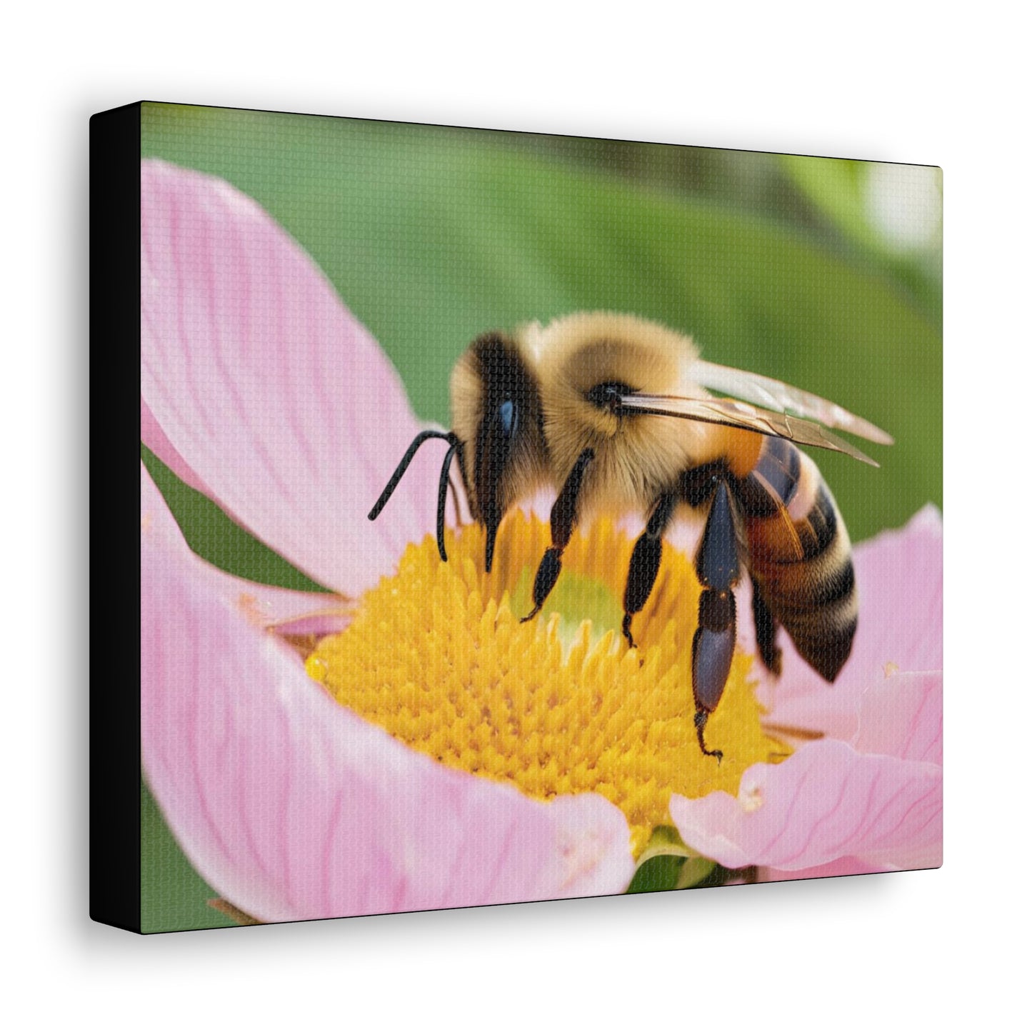 Bumble Bee Gallery Wraps (aiB & J Collections)