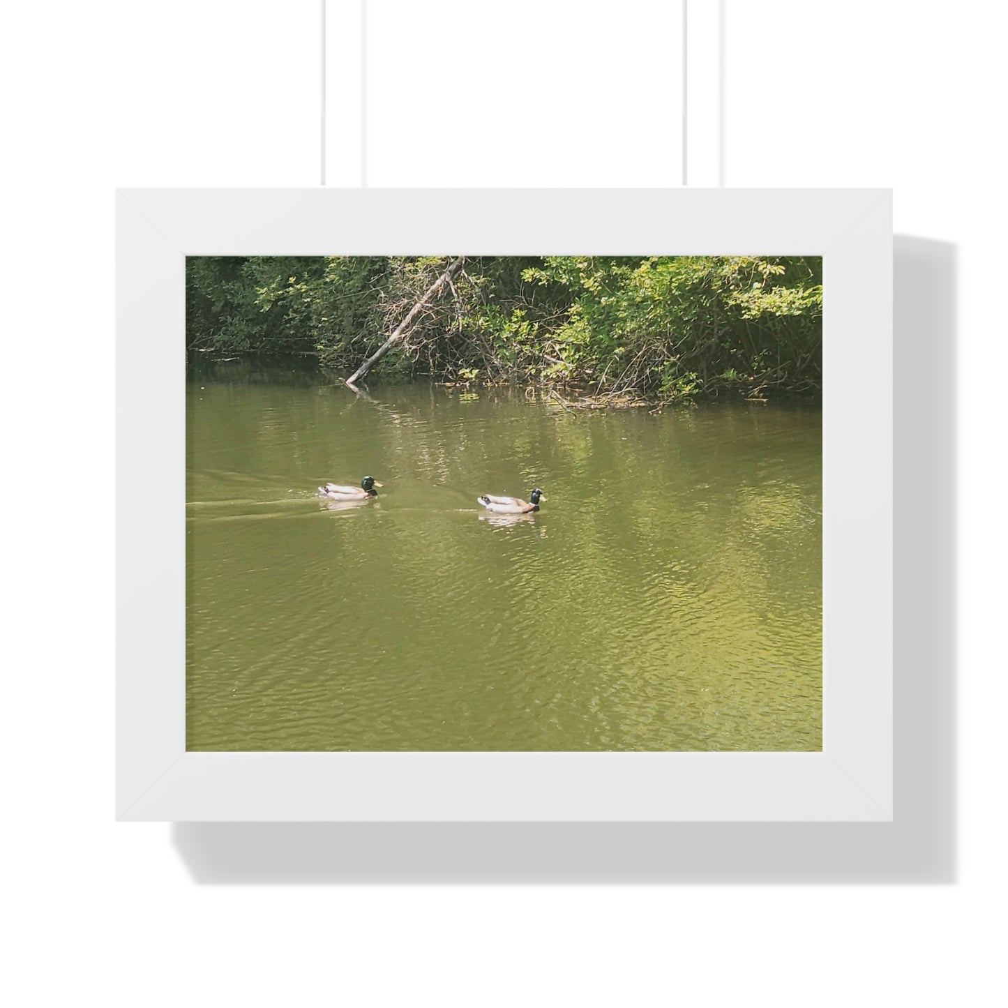 Swimming Ducks Framed Horizontal Poster (B & J Collections)