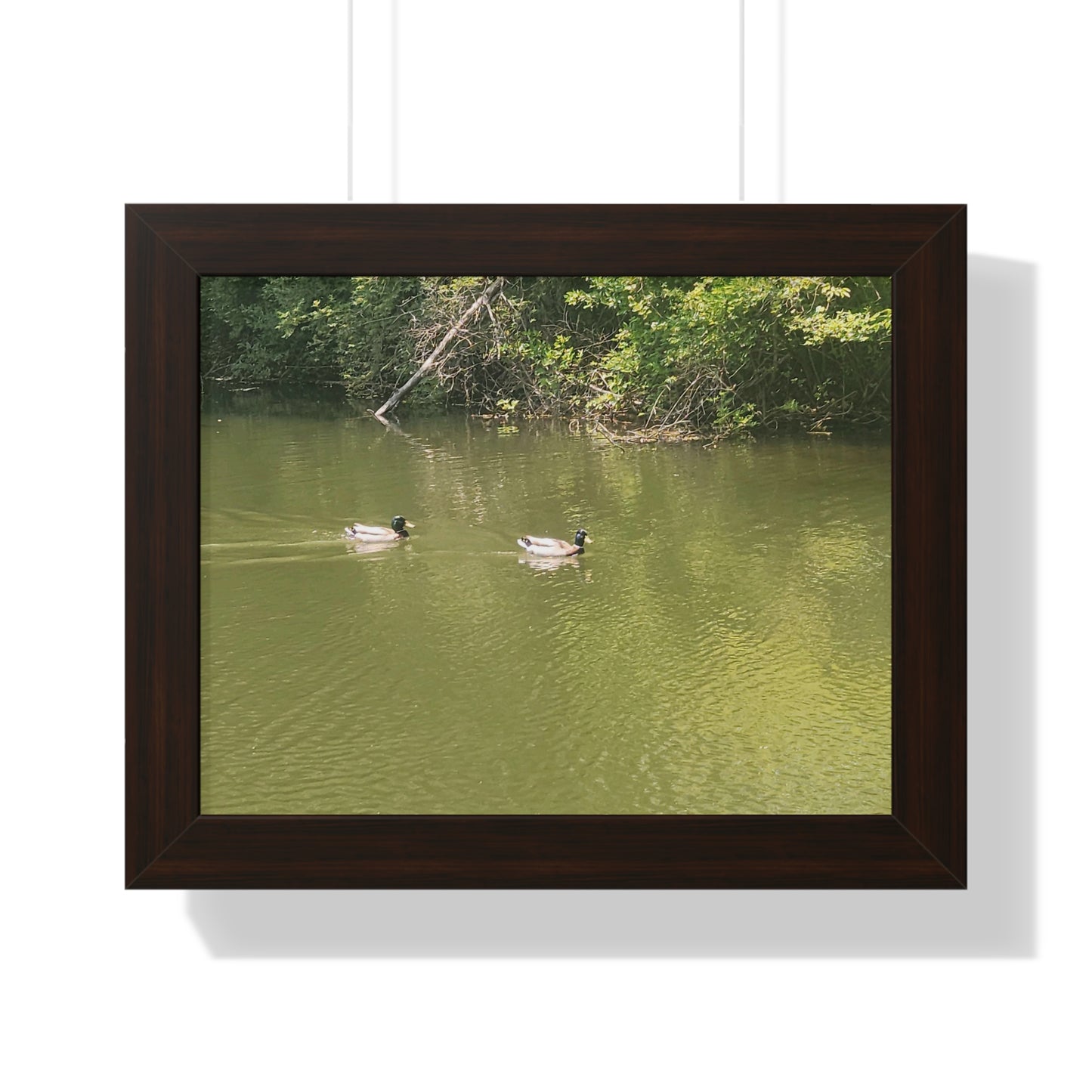 Swimming Ducks Framed Horizontal Poster (B & J Collections)