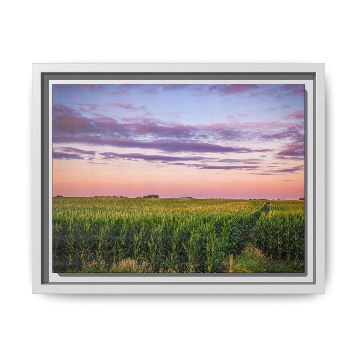 Corn Field Sunset Matte Canvas, Framed (Multi-color) (SP Photography Collection)