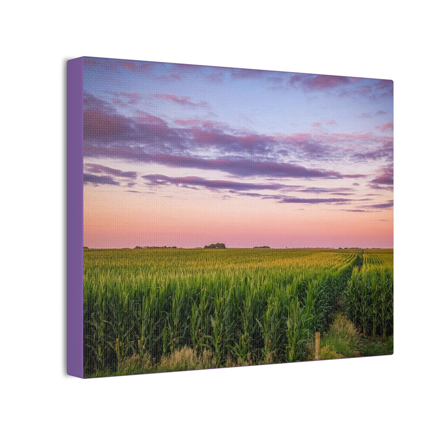 Corn Field Sunset Canvas Stretched (SP Photography Collection)