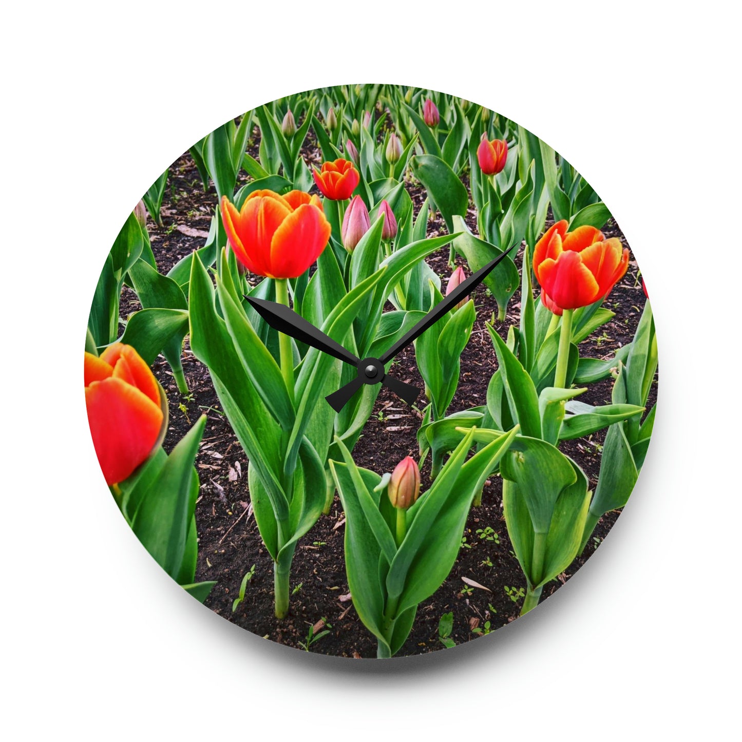 Red Tulips Acrylic Wall Clock (SP Photography Collection)