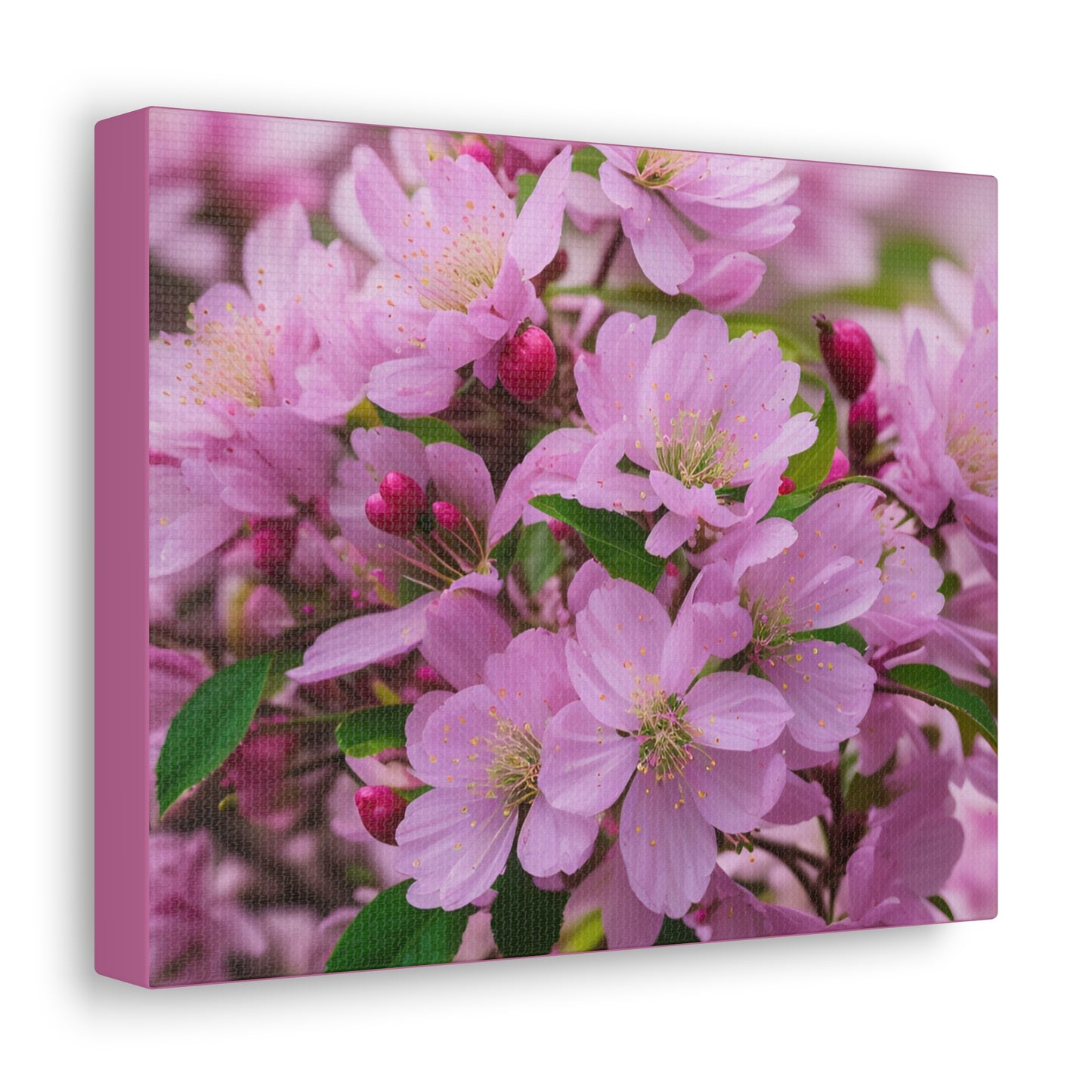 Cherry Blossom Canvas Gallery Wraps (SP Photography Collection)