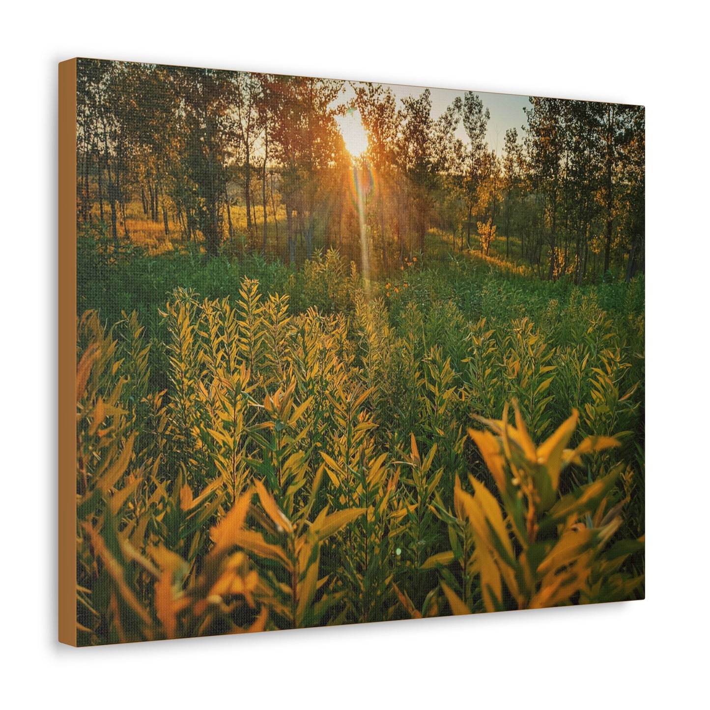 Sunset Fields Wrap Canvas (SP Photography Collection)