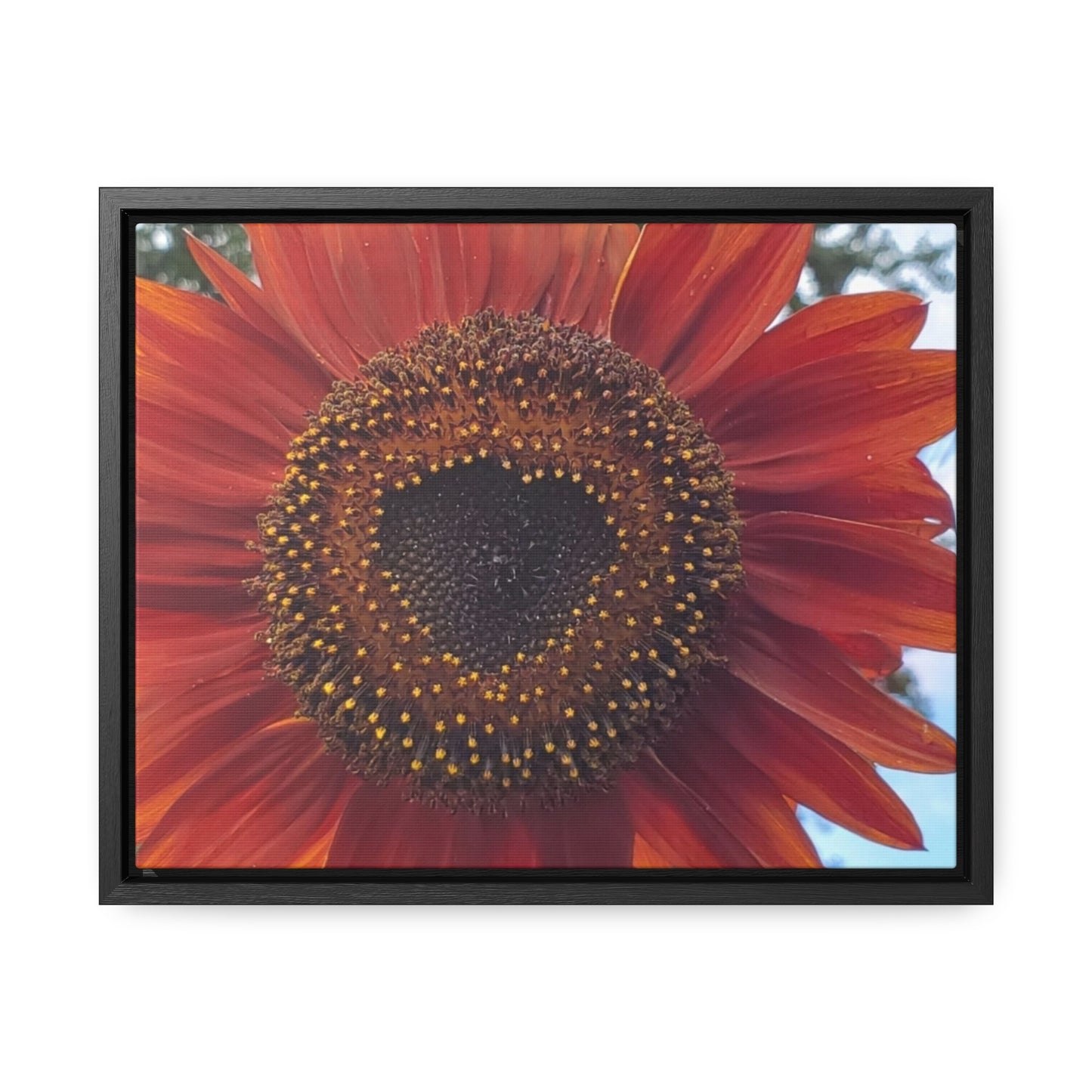 Heart Sunflower Horizontal Frame (Enchanted Exposures By Tammy Lyne)