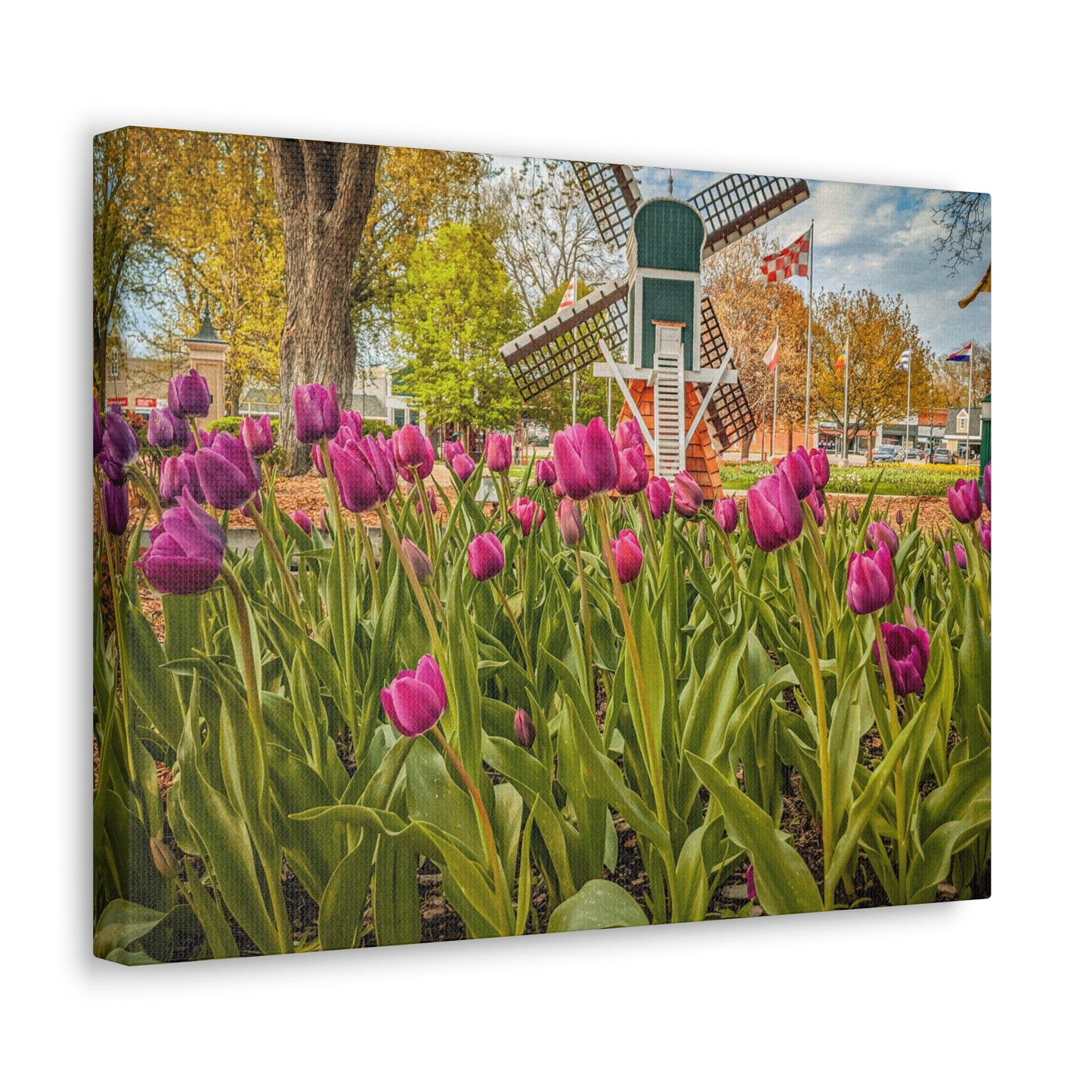 Windmill Tulips Canvas Gallery Wraps Black(SP Photography)