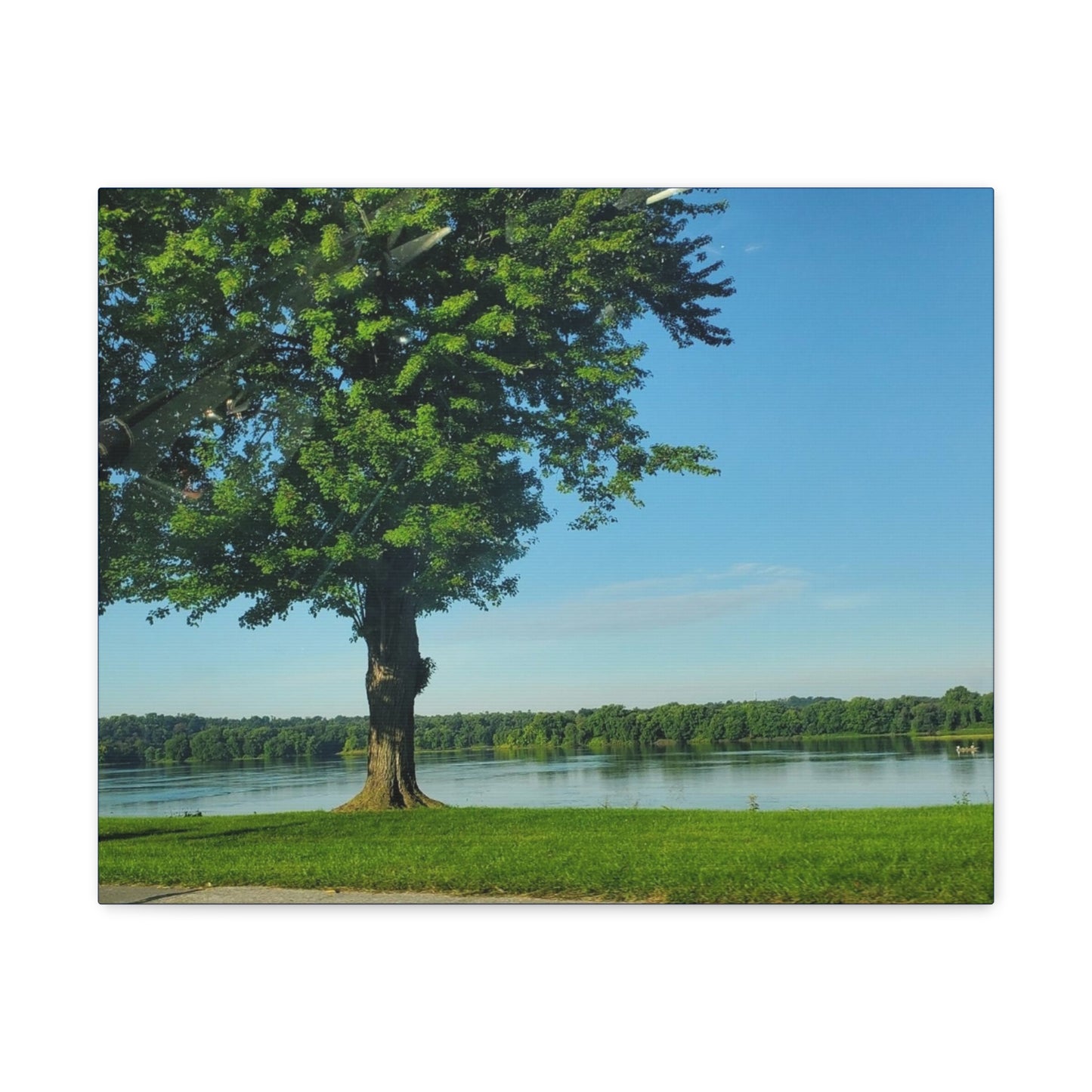 Tree Gallery  Canvas Wrap (B & J Collections)