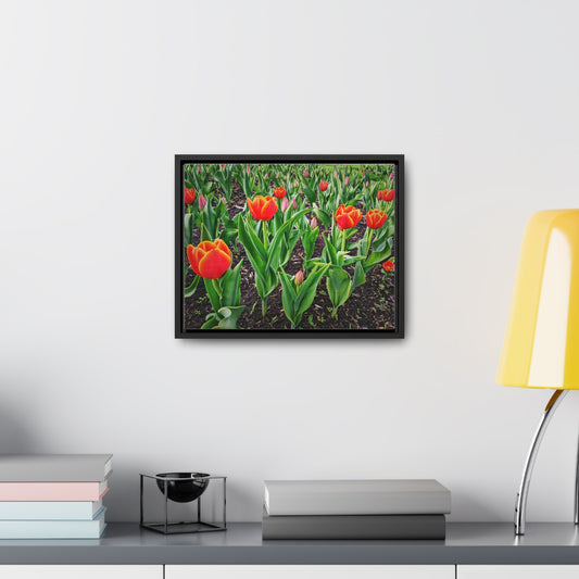 Red Tulip Canvas, Horizontal Frame (SP Photography Collection)