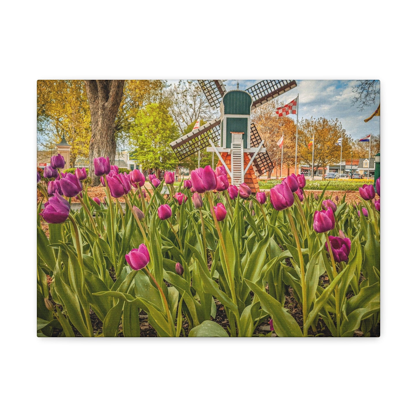 Windmill Tulips Canvas Gallery Wraps Black(SP Photography)