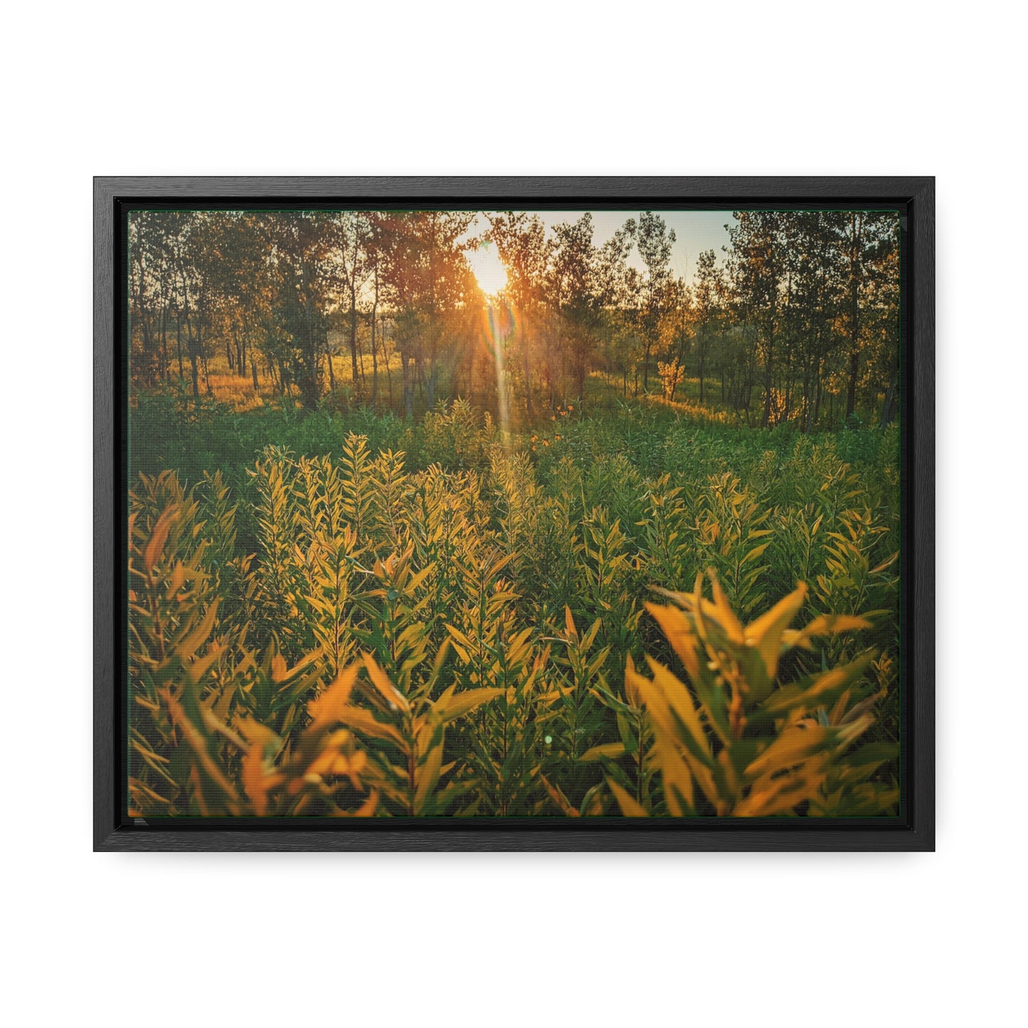 Sunset Fields Canvas, Horizontal Frame (SP Photography Collection)