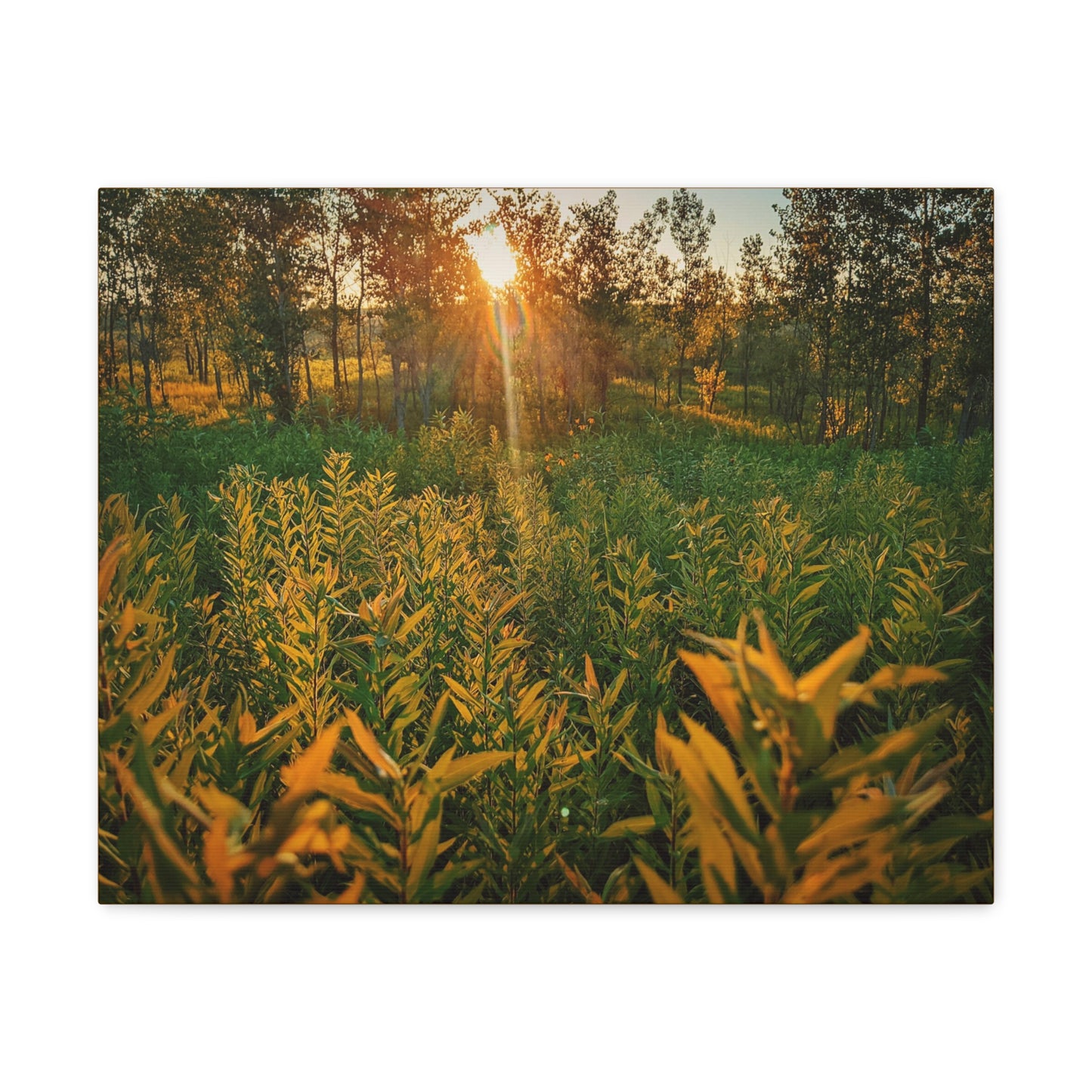 Sunset Fields Wrap Canvas (SP Photography Collection)