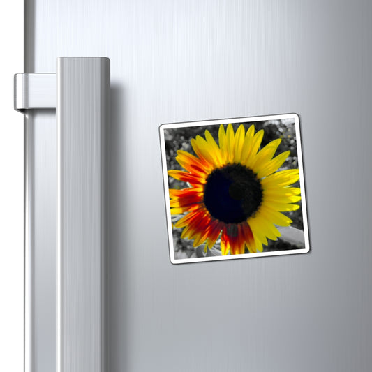 Mixed Sunflower Magnet (Enchanted Exposures By Tammy Lyne)