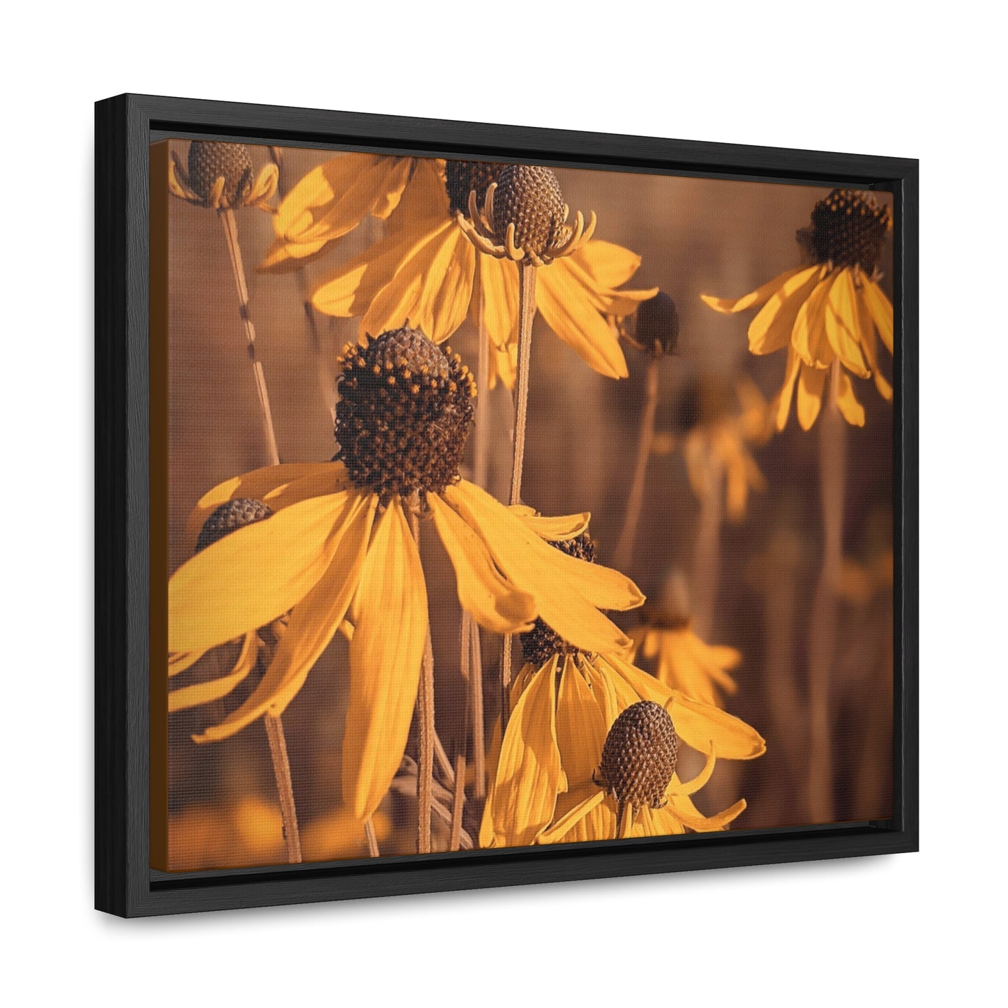 Coneflower Canvas, Horizontal Frame (SP Photography Collection)