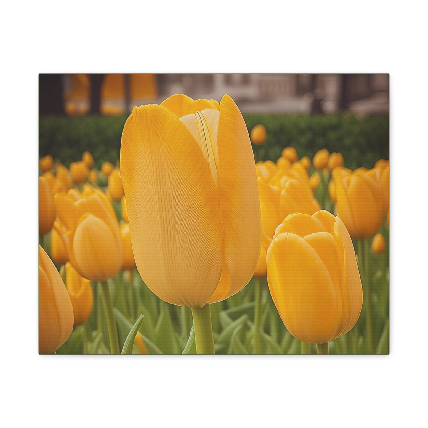 Yellow Tulip Wrap Canvas (SP Photography Collection)