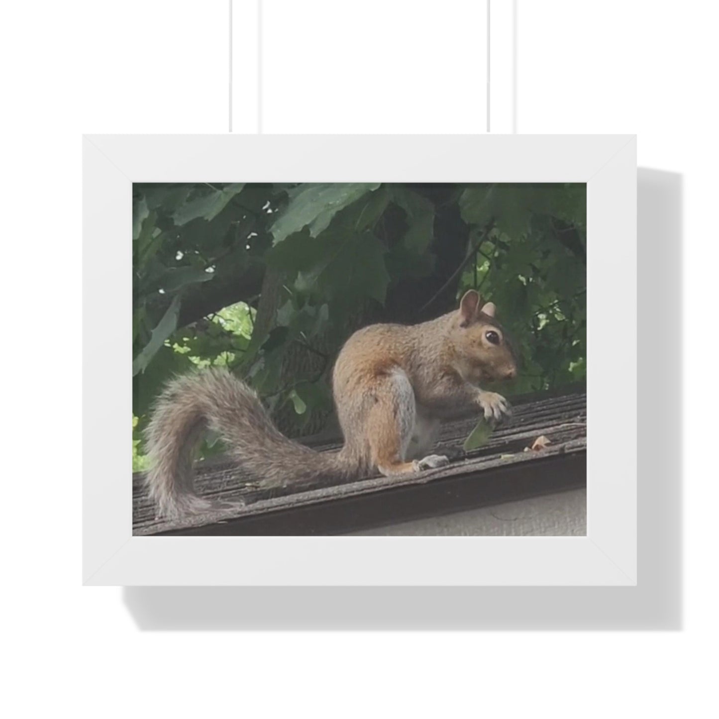 Squirrel Poster (B & J Collections)