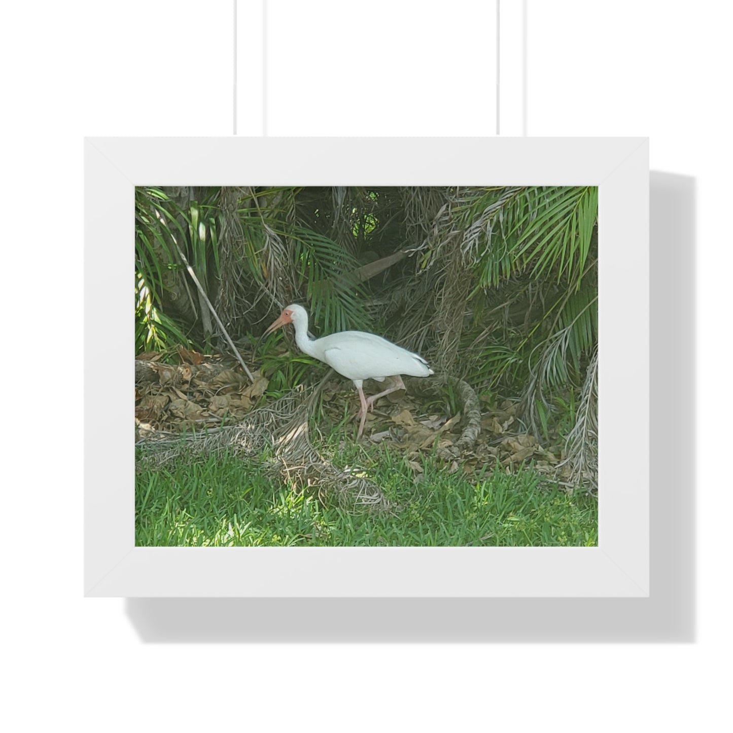 White Ibises Framed Horizontal Poster (B & J Collections)