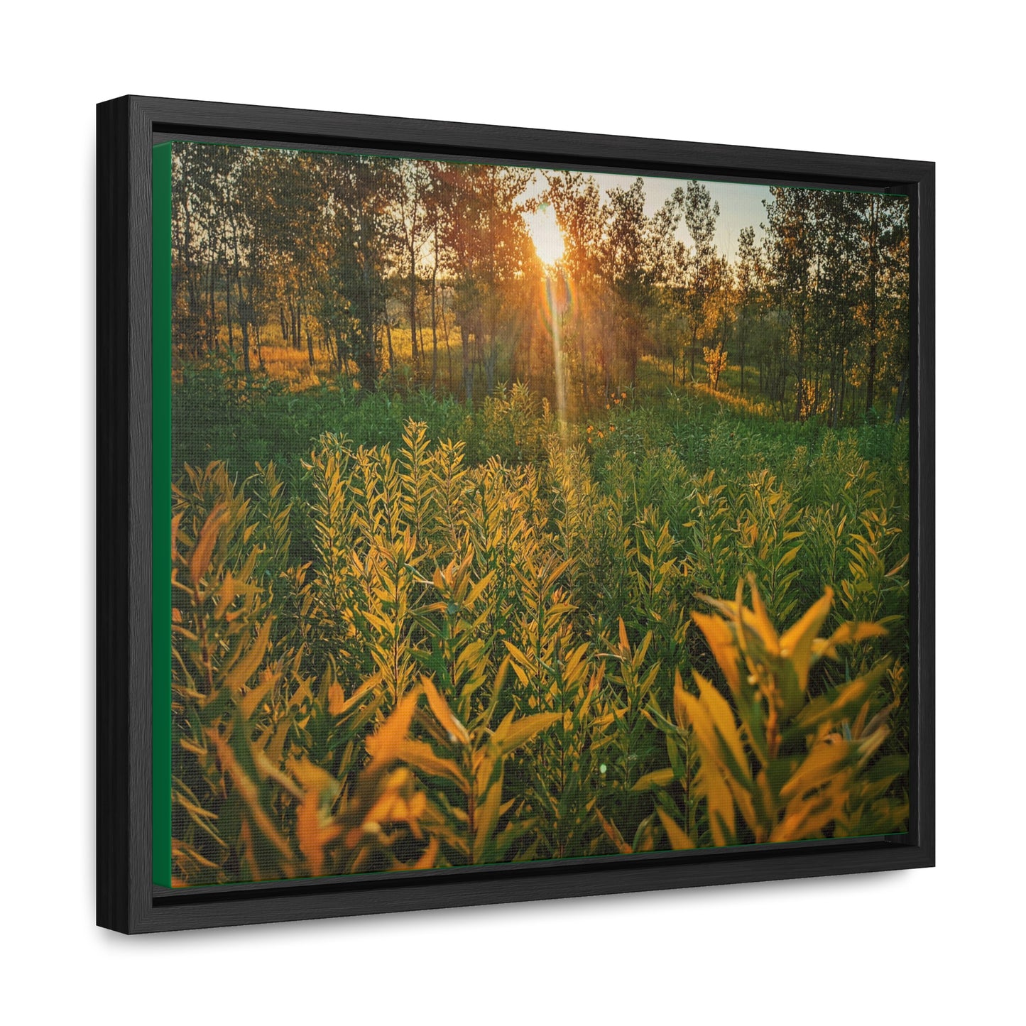 Sunset Fields Canvas, Horizontal Frame (SP Photography Collection)