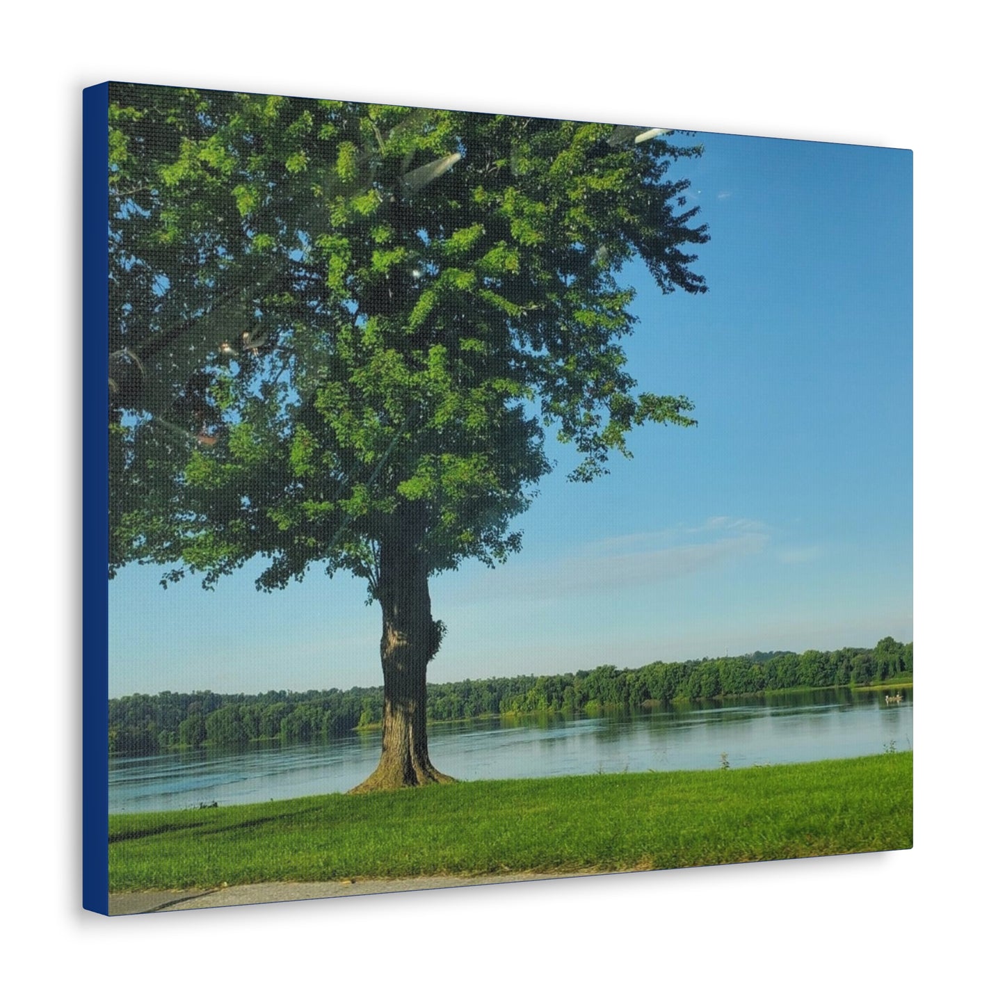 Tree Gallery  Canvas Wrap (B & J Collections)