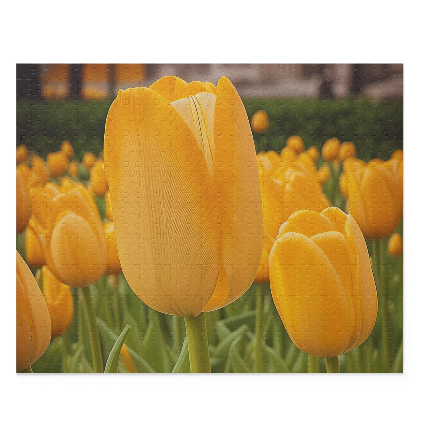 Yellow Tulip Puzzle (SP Photography Collection 120, 252, 500-Piece)