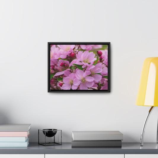 Cherry Blossom Canvas, Horizontal(Sp Photography Collection)