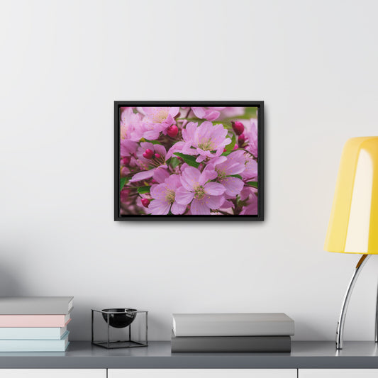 Copy of Cherry Blossom Canvas, Horizontal(Sp Photography Collection)