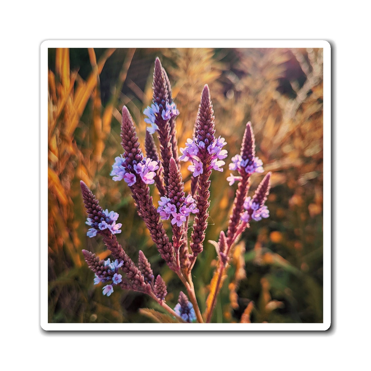 Purple Fields Magnet (SP Photography Collection)