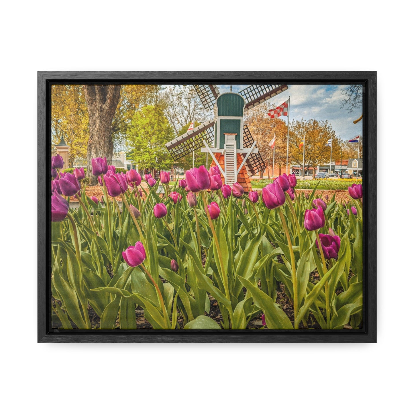 Windmill Tulips, Horizontal Frame (SP Photography Collection)