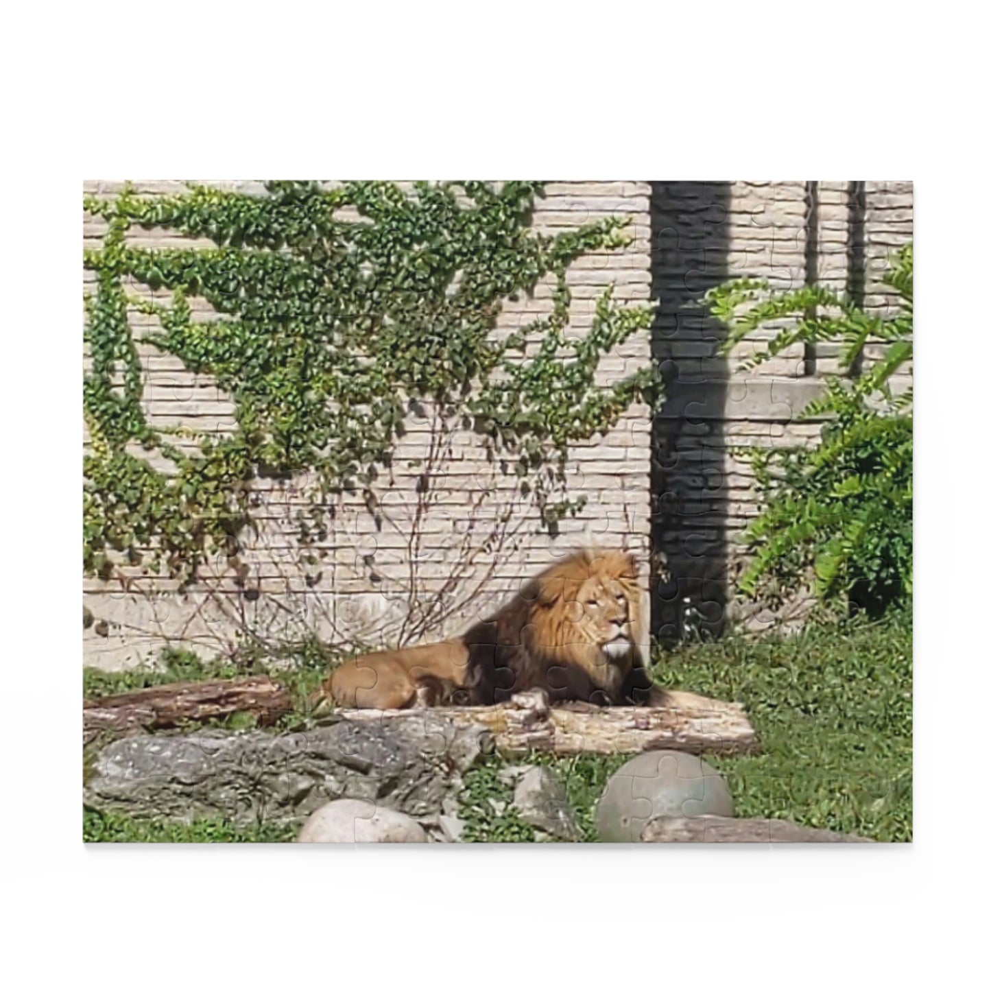 Lion Puzzle (B & J Collections) (120, 252, 500-Piece)