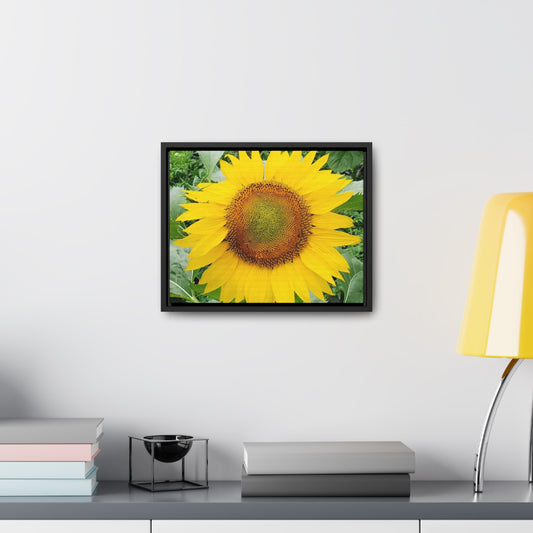 Yellow Sunflower Horizontal Frame (Enchanted Exposures by Tammy Lyne)