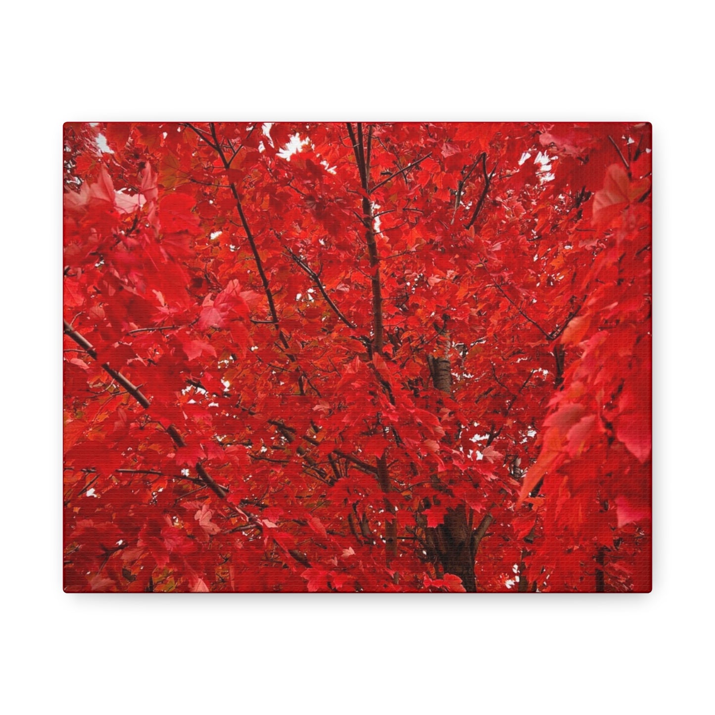 Fire Tree Canvas Gallery Wrap (Custom Creations By Catelyn)